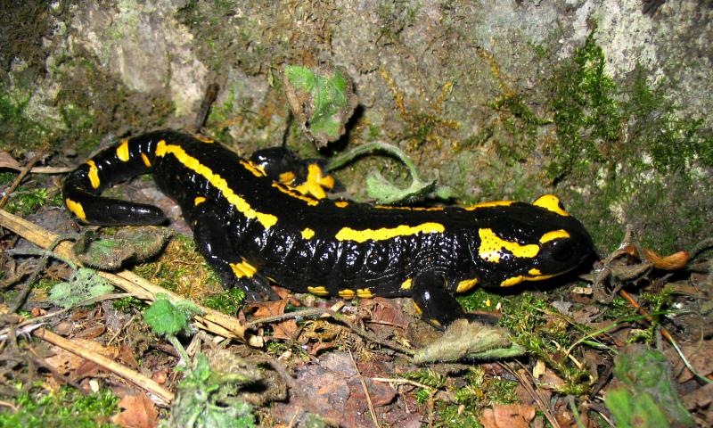 Salamandre tachetée. © Damien Top