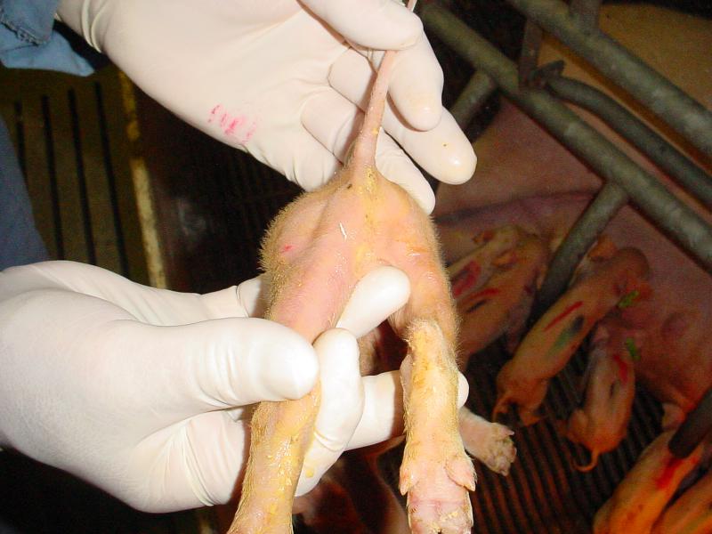 rencontre internationale de production porcine