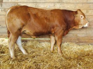 Top price espoir : Ogarni.