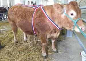 Grande Championne de la vente aux enchères. Elle appartient au Gaec Fontaine à Voutezac, elle pèse 920 kg et s'est vendue 6300 €.