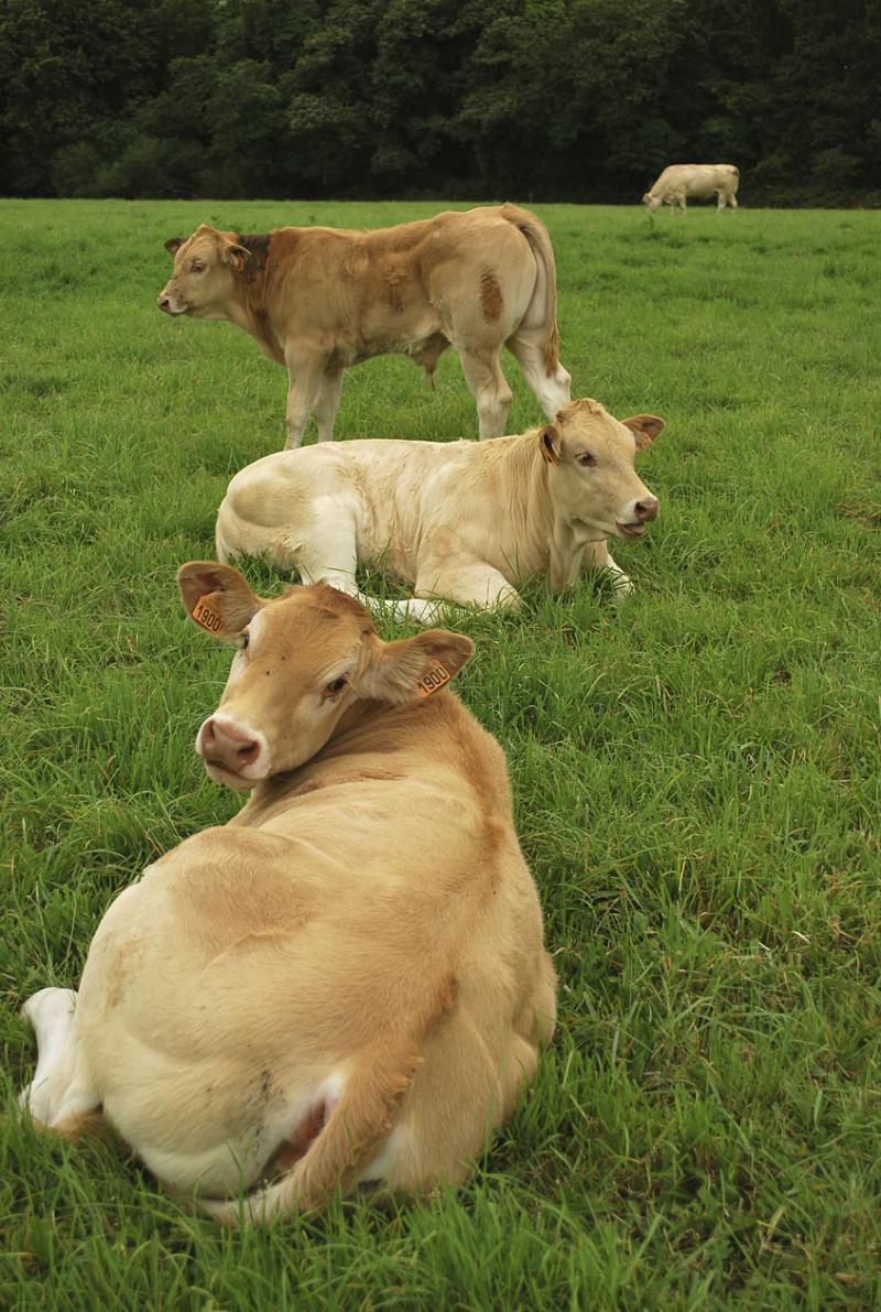 L'effectif allaitant breton décapitalise de 3 000 vaches tous les ans, un phénomène qui concerne aussi la Blonde d’Aquitaine.