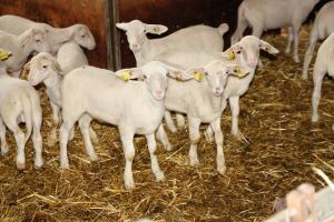 Aujourd’hui,
43 éleveurs de l’APIVAuvergne sont engagés dans la démarche de qualité «Agneau Laiton Label Rouge», et produisent quelques 18000 agneaux par an.