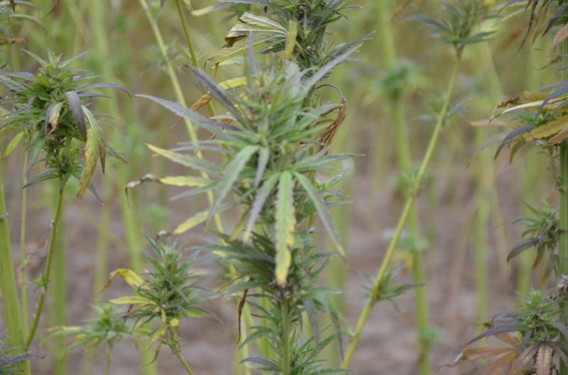 Plant de chanvre à maturité, dans une parcelle située à la Bohalle.