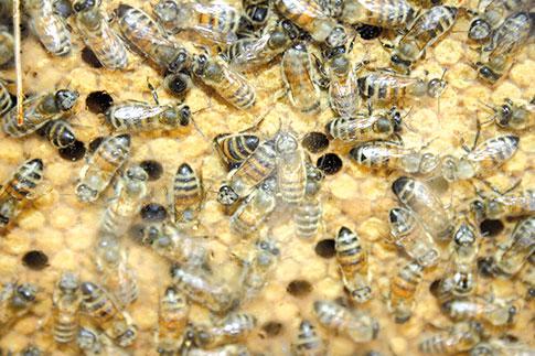 L'Autorité Européenne de sécurité des aliments a confirmé l'impact négatif de trois substances actives sur les abeilles.