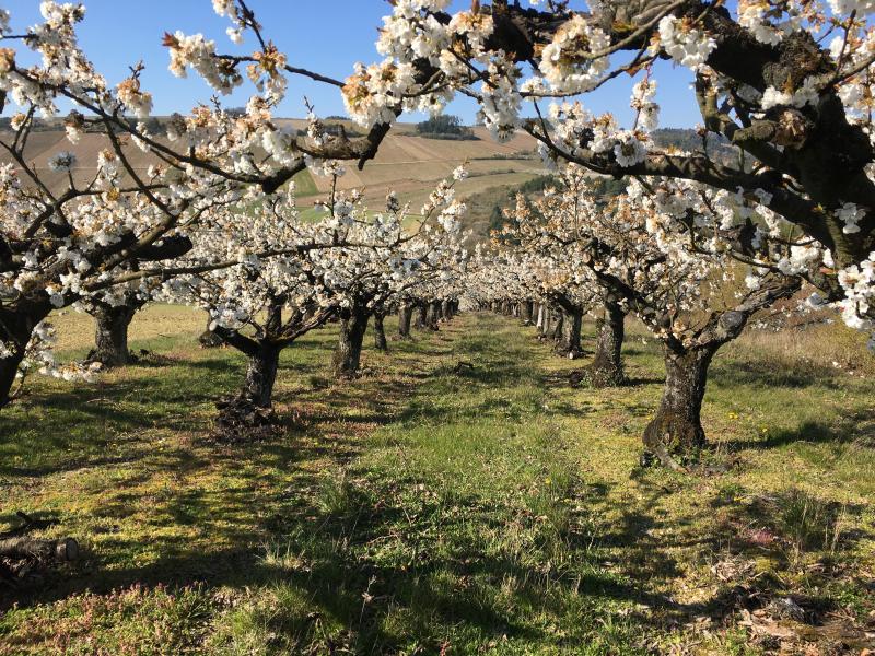 Les arbres fruitiers portugais sont les premiers en fleur en Europe ce qui leur permet d’exporter des cerises, des pommes, des oranges.