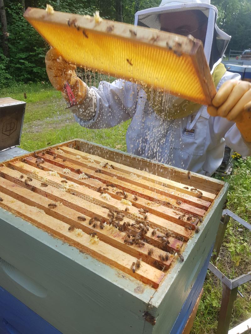 Travail aux ruches en pleine miellée de tilleul. Les rendements vont de 4 à 41 kg de miel par ruche selon les cas recensés par l'Ada Hauts-de-France.