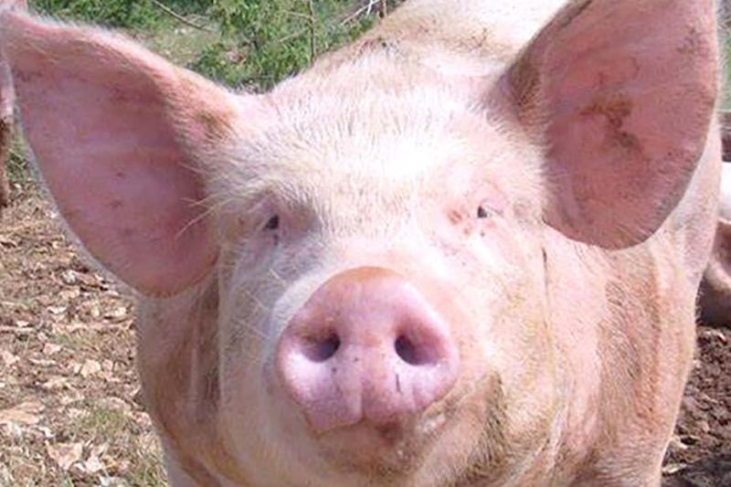 Le foyer a été détecté dans un élevage de porcs élevés en plein air, pourtant «exemplaire» en termes de biosécurité.