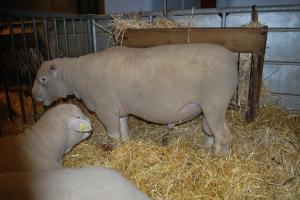 Un mouton Ile-de-France de Willy Balderacchi primé lors de ce salon 2014.