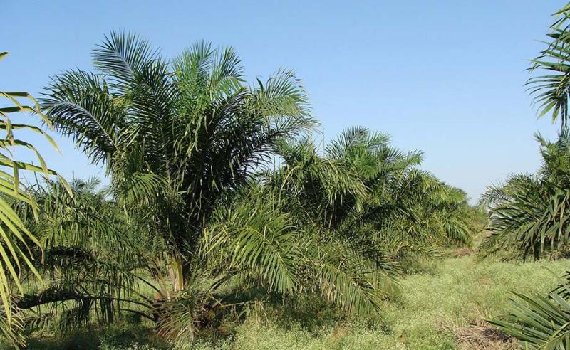 L’exploitation de l’huile de palme et la déforestation sont régulièrement sur la table.