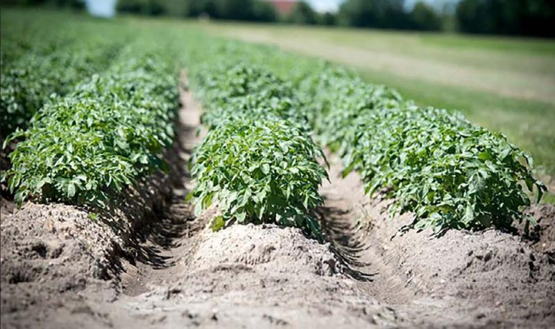 La demande de pommes de terre est dynamique, mais des surcoûts nouveaux apparaissent et la répercussion sur les prix proposés par les acheteurs ne suit pas, selon l’UNPT.