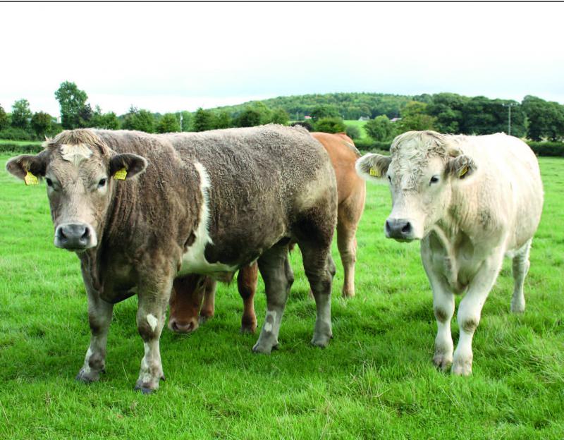 Une large part de la production agricole irlandaise, dominée par l'élevage, est exportée vers le Royaume-Uni.