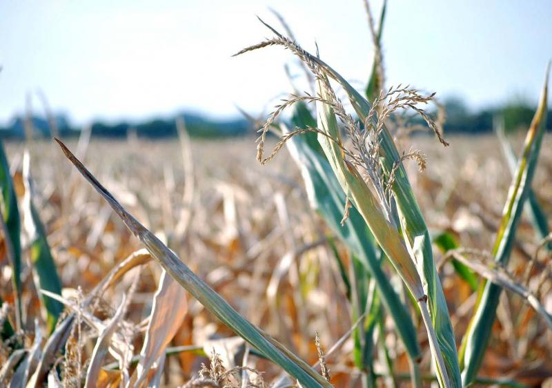 Une sécheresse des sols agricoles constatée dans de très nombreux départements se conjugue à un «épisode caniculaire intense et une sécheresse hydrologique sévère».