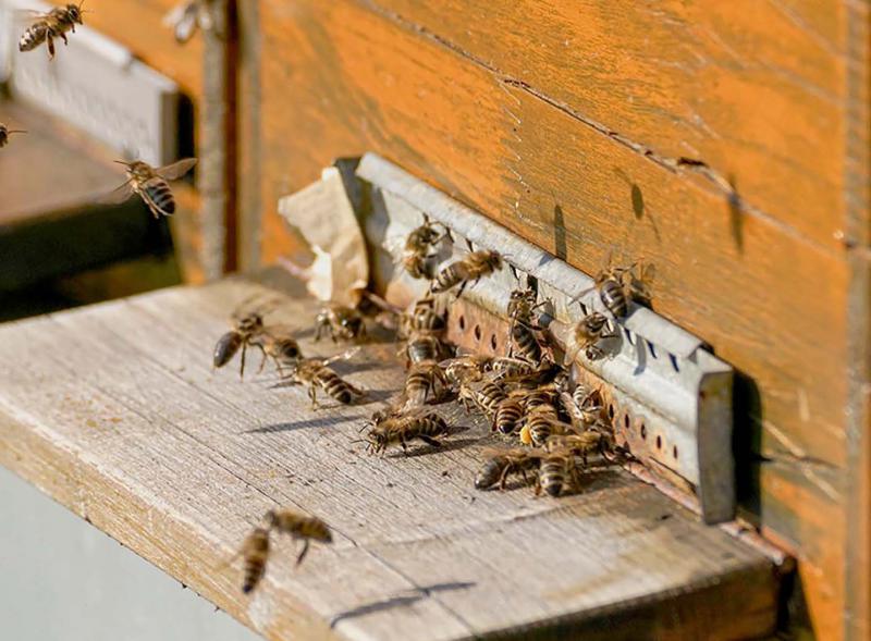 C'est le début de la saison pour les apiculteurs, qui sont plus préoccupés par leurs ruches que par les ventes.