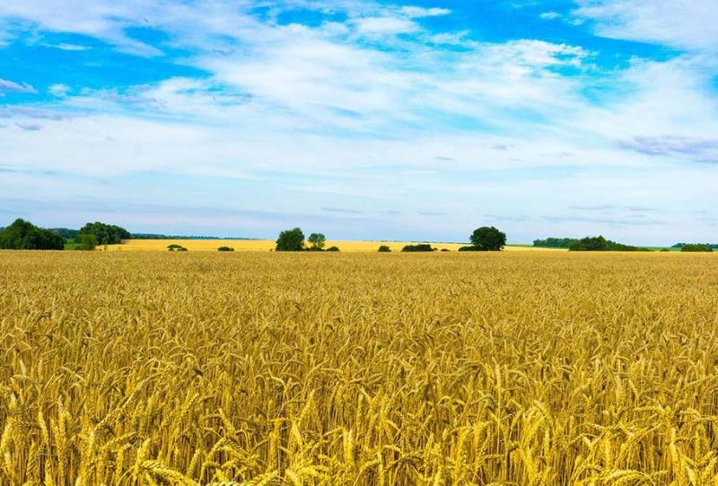 Alors que Russie et Ukraine pèsent ensemble près de 30 % du marché mondial du blé, l’interruption des départs sur la mer Noire déstabilise l’ensemble des acteurs dans le monde.
