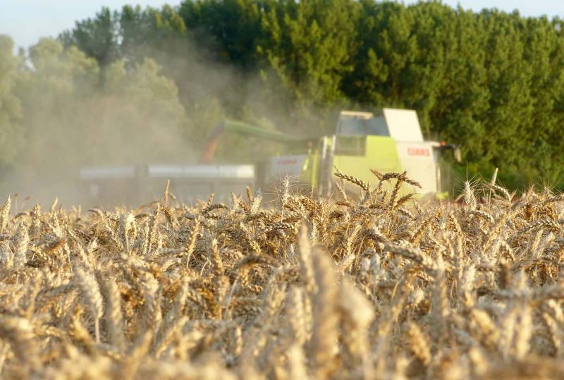 Le commerce du blé devrait connaître des niveaux records consécutifs pour les cinq prochaines campagnes.