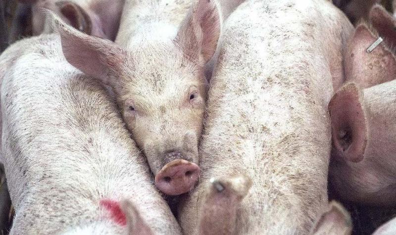 Comment va se comporter la production porcine en Europe ? On attend de connaître les effets de la peste porcine.