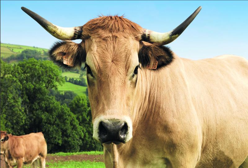 Haute, Aubrac de six ans de l’Aveyron, est l’égérie de l’édition 2018.