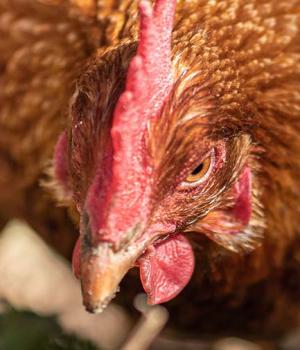Malgré de bons chiffres, les producteurs d'oeufs restent sur le qui-vive avec une grippe aviaire qui reste toujours présente, notamment dans la faune sauvage.