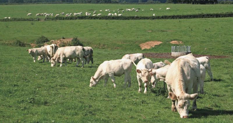 La Commission européenne tente d’apporter des garanties à des députés européens qui se sont saisis des difficultés de l’élevage bovin.