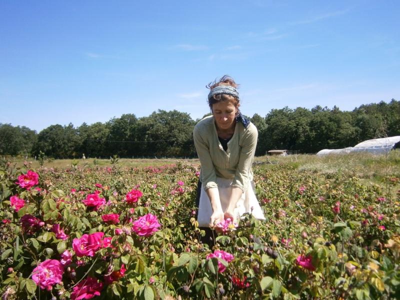 Sabine Couvent voue une passion pour les plantes rosacées et cultive sept variétés de roses anciennes.
