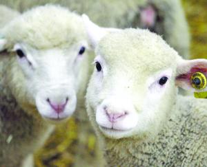 57% de la vainde ovine est importée.