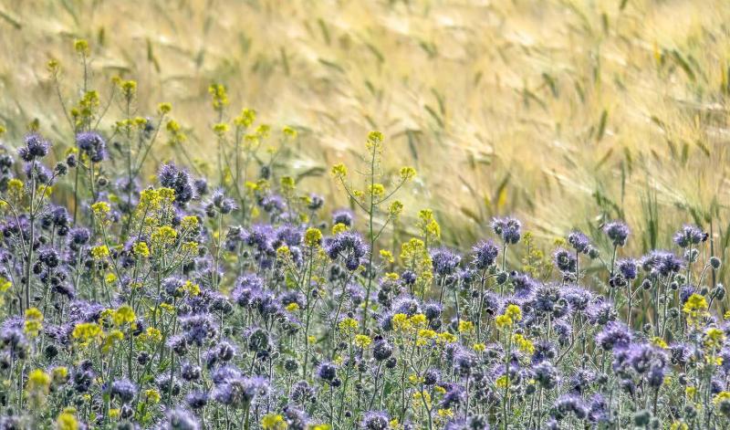 La valorisation des ZNT par des couverts mellifères a montré des résultats sur les pollinisateurs, notamment en Hauts-de-France.