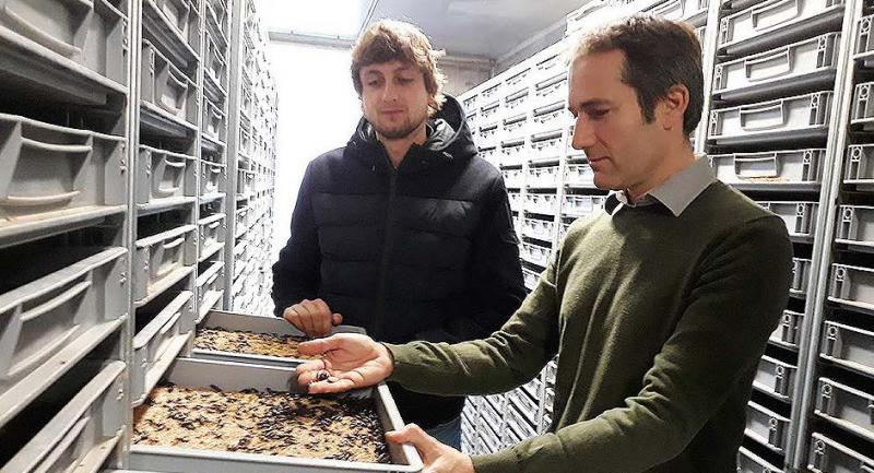 Rémy Petoton et Sébastien Crépieux devant les caisses contenant les insectes adultes «reproducteurs» qui donneront naissance aux larves.