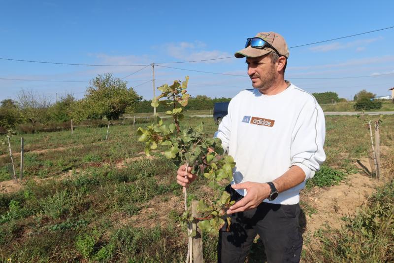 Grégory Clapon a planté des pistachiers sur 0,5 ha début 2022. Trouver des plants s’avère, selon lui, relativement compliqué.