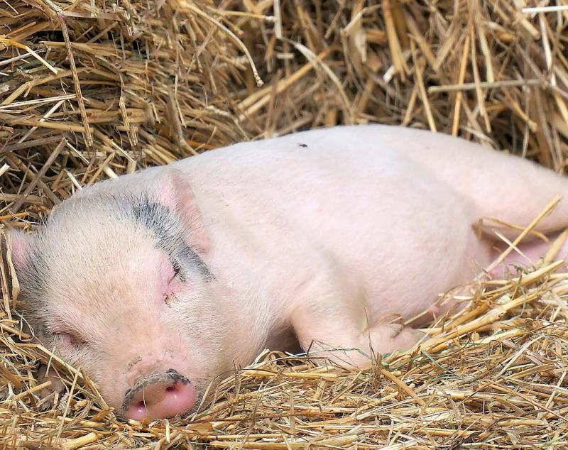 Pour la commercialisation de ses porcs, la Cobevial développe des filières, comme celle du Porc d’antant, qui implique
des animaux élevés sur paille.