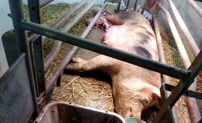 Une nouvelle législation pourrait être à l'étude, spécifique à chaque espèce, dont les porcs.