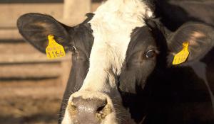 Parmi les actions, un centre de recherche en génétique sera édifié pour améliorer le potentiel de production des vaches.