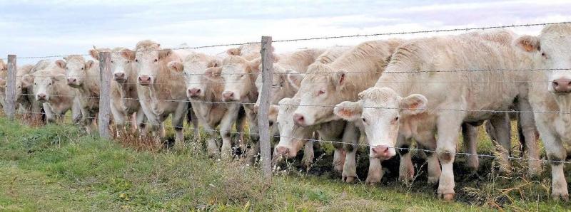 Le rapport encourage à augmenter le poids des animaux abattus afin d’accroître la production de viande bovine sans augmenter sensiblement le nombre d’animaux.
