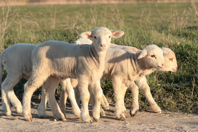 L’agneau pascal sera dégusté le dimanche 17 avril, jour de Pâques en 2022.