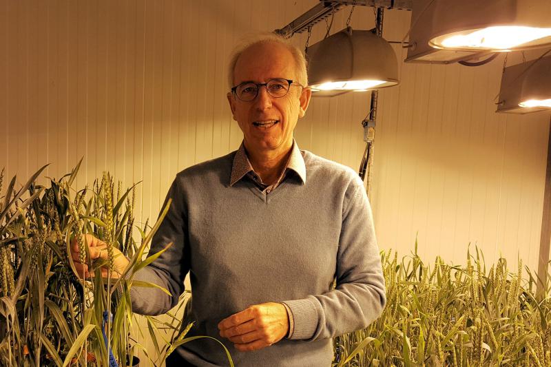 Philippe Lerebour, directeur d’Unisigma, présente des pieds de blé servant à la recherche variétale.