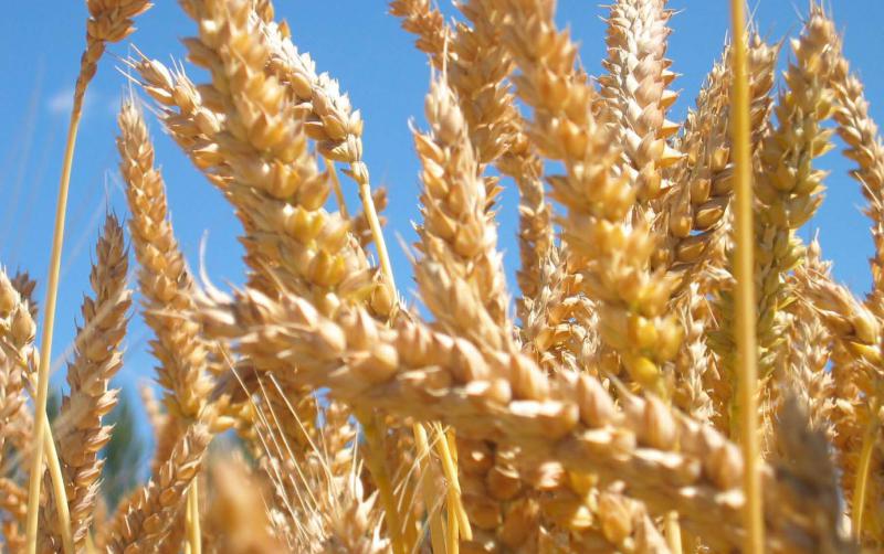 La compétitivité renforcée du blé français est illustrée par les achats récents de l’Egypte, via son organisme public, le Gasc, à hauteur de 480 000 t.