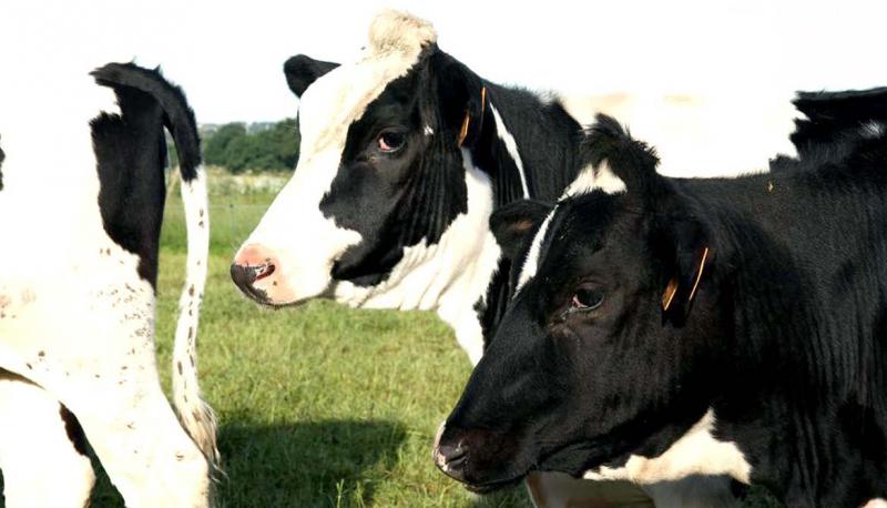 En lait, la valeur de la production (incluant les transformations à la ferme) augmente légèrement en 2018, de 0,8 %