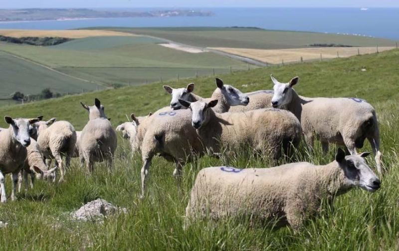 Afin de valoriser le mouton boulonnais, l’association de gestion de la race développe une filière bouchère à travers le Nord et le Pas-de-Calais.