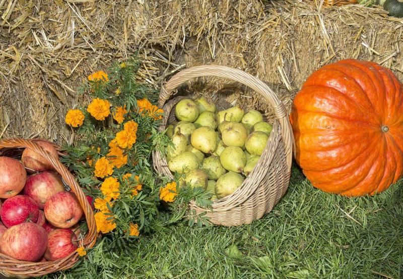 Le climat automnal du mois d’octobre a permis une transition en douceur entre les produits estivaux et les fruits et légumes de saison.