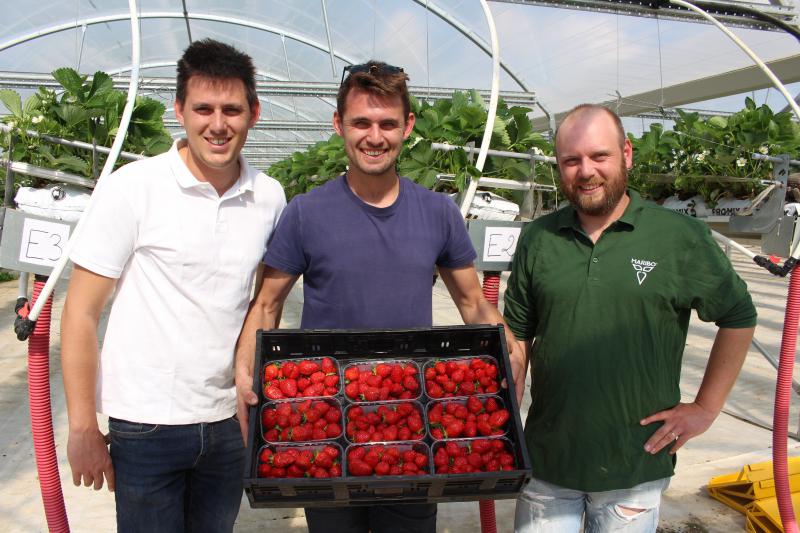 Valentin, Théo et Timothée Gillouard, présentent leur production de fraises de Rebetz, cultivées en hors sol.