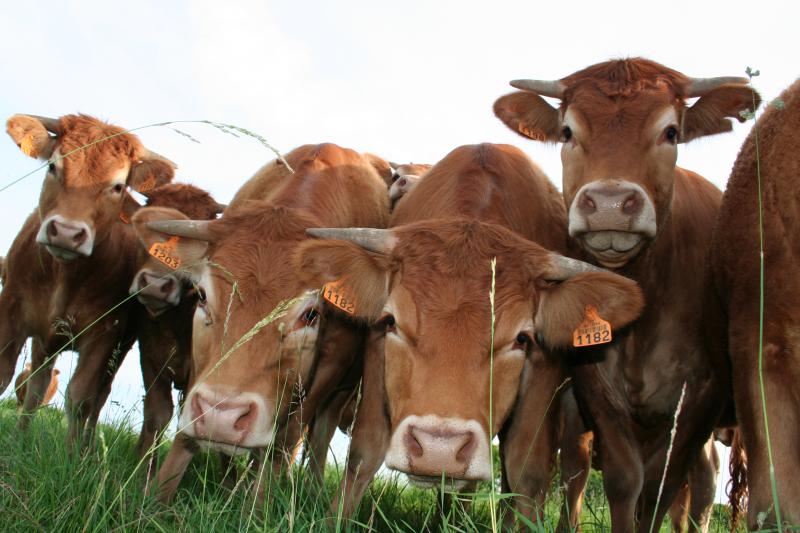 Que ce soit le Ceta ou le Mercosur, ces accords mettent en concurrence la viande bovine française avec des viandes produites dans des conditions de durabilité bien moindres.