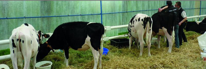 Le concours de la foire de Montdidier est l’événement phare de l’Association des éleveurs Prim’Holstein 80.