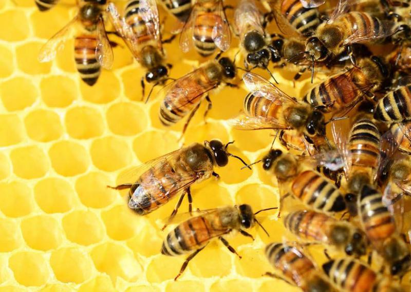 Bruxelles souhaite limiter autant que possible les dérogations à l’interdiction des néonicotinoïdes jugés néfastes pour les abeilles.