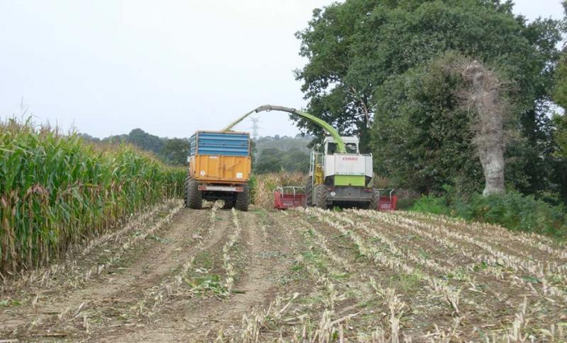 La filière biogaz absorberait 5 % du maïs fourrage et ensilage produit en France.