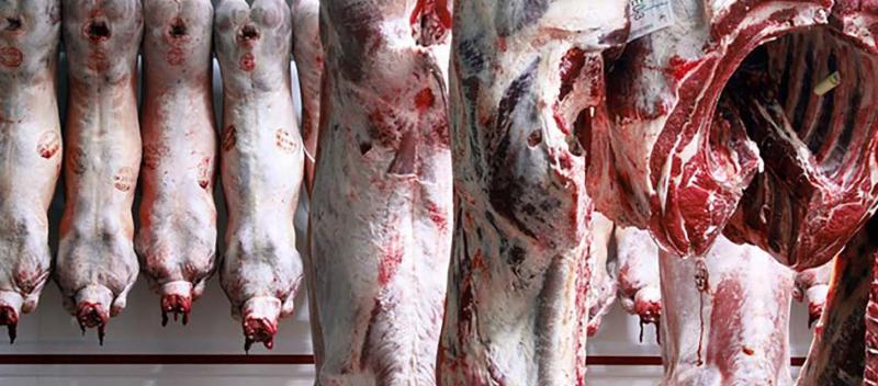 Toutes les espèces de viande de boucherie (boeuf, veau, agneau, porc) ont subi les conséquences des perturbations commerciales liées à l’épidémie de Covid-19, mais dans des proportions très différentes selon les espèces et les catégories.