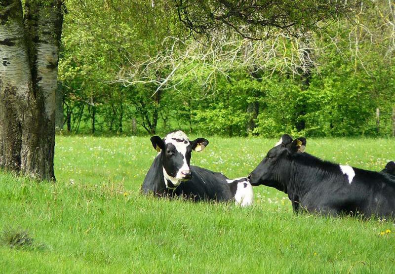 La campagne laitière 2020 aura été une campagne sans éclats, selon
les observations du service statistique du ministère de l'Agriculture.