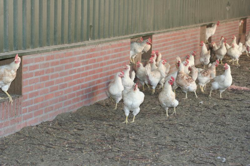 Après la découverte de cas d’influenza aviaire sur le territoire national,
la France perd son statut de pays «indemne».