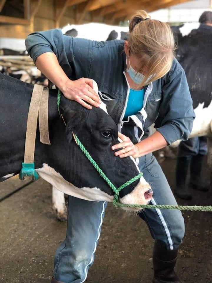 En aucun cas, Sophie Fourdinier remplace le métier de vétérinaire. Au contraire, il s'agit d'une complémentarité et d'apporter un diagnostique différent sur les problèmes des bovins. Elle exerce même en compagnie de vétérinaire.