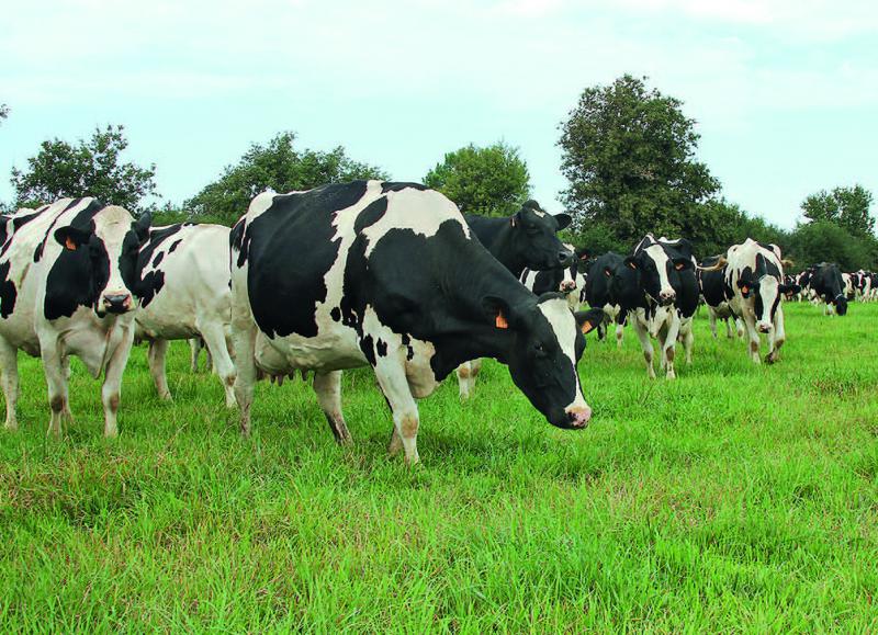 L’herbe pâturée est la championne pour la qualité nutritionnelle du lait.