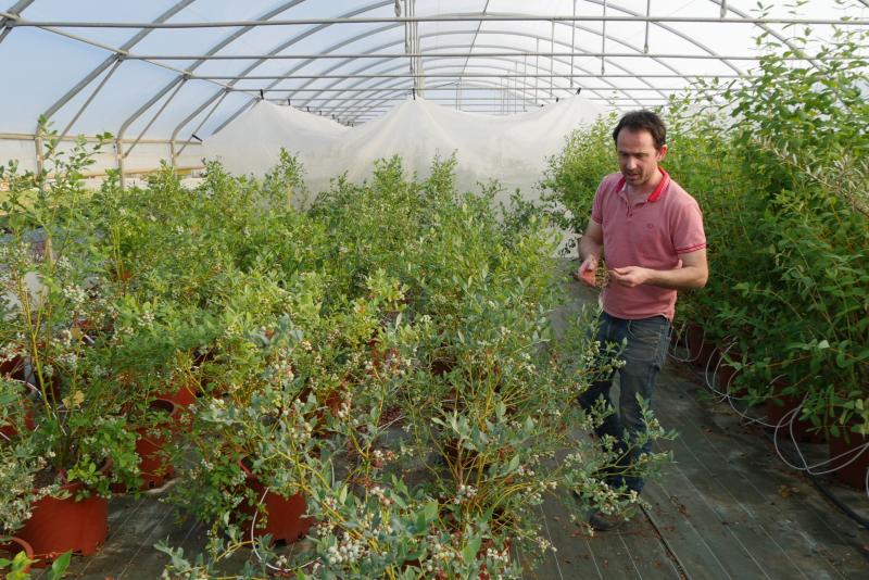 Mathieu Billotte, patron de l'entreprise Multibaies, a développé à grande échelle la multiplication de plants certifiés de myrtilles arbustives, plus grosses et moins fragiles que les myrtilles sauvages.