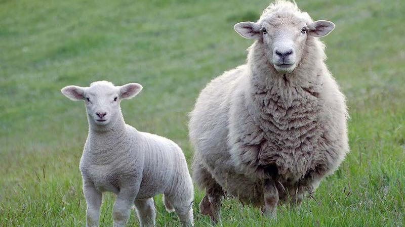 L’augmentation des cours de la viande d’agneau va-t-elle durer ? C’est la question qui se pose à l’approche de la fin d’année.